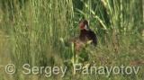 Video of Ferruginous Duck - Ferruginous Duck in early spring in shabla lake in nesting period